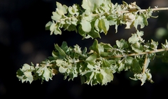 Atriplex canescens canescens