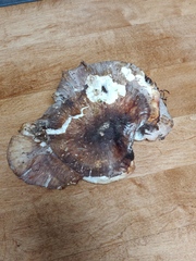 Bondarzewia occidentalis