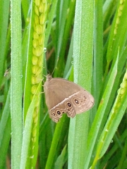 Mycalesis mineus