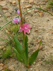 Watsonia marginata