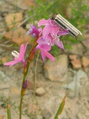 Watsonia marginata