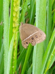 Mycalesis mineus
