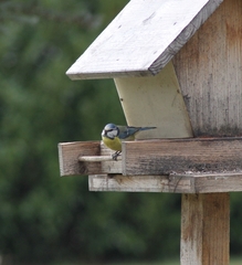 Cyanistes caeruleus caeruleus