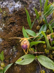 Dendrobium amplum