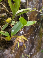 Dendrobium amplum