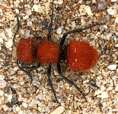 Pseudomethoca anthracina