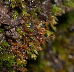 Dicranella rufescens