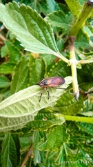 Aetalion reticulatum