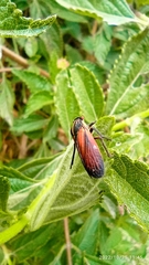 Aetalion reticulatum