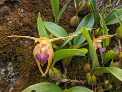 Dendrobium amplum