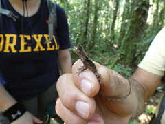Anolis scypheus