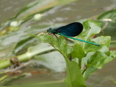 Matrona cyanoptera