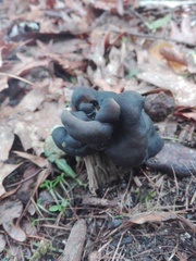 Helvella lacunosa