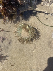 Anthopleura