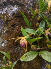 Dendrobium amplum