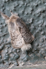 Macromphalia ancilla