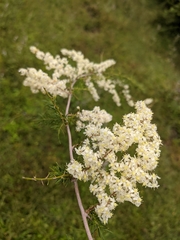 Asparagus racemosus