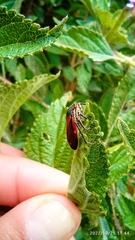 Aetalion reticulatum