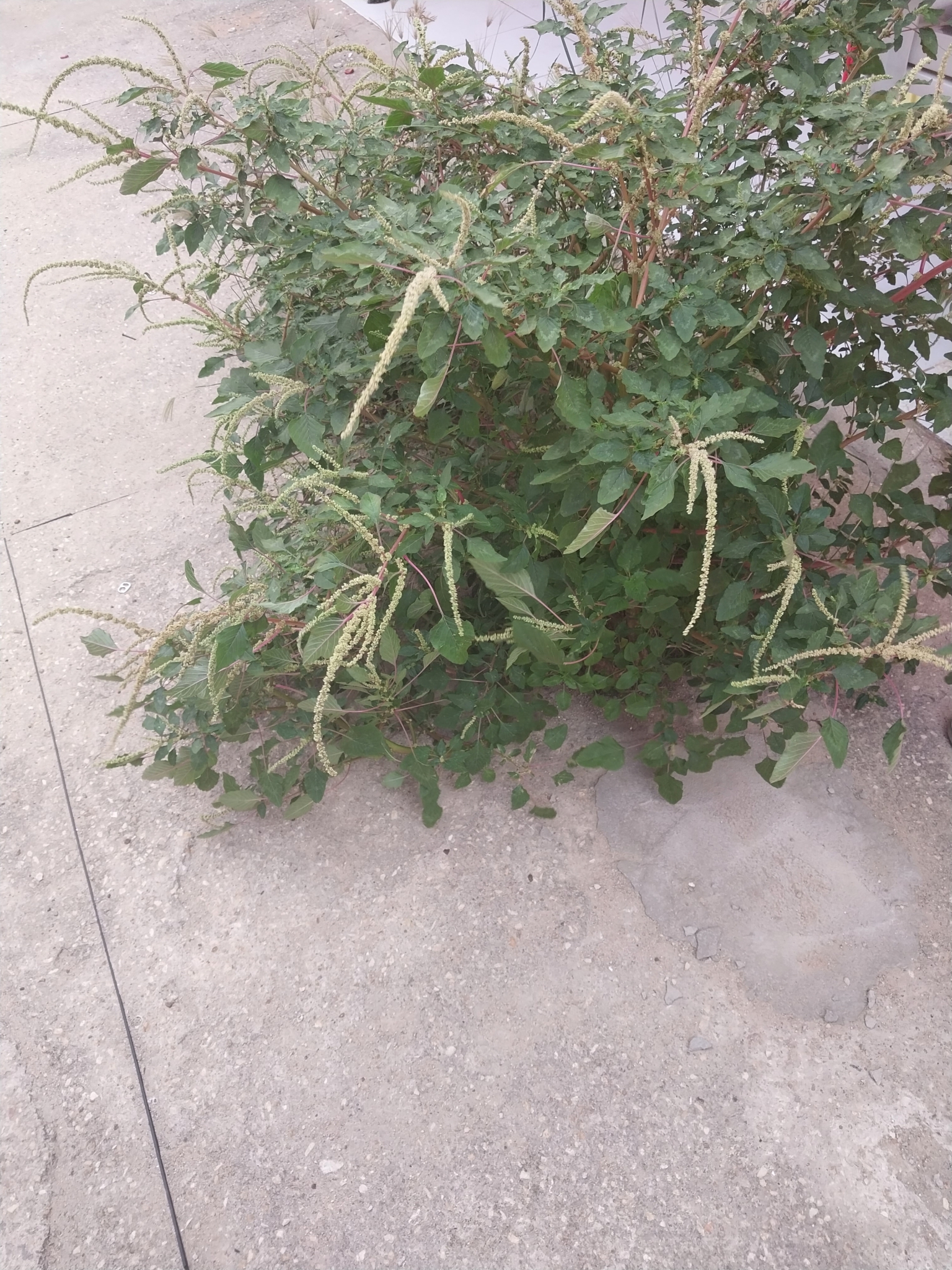 Amaranthus spinosus