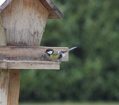 Parus major major