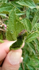 Aetalion reticulatum