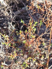 Polygonella polygama