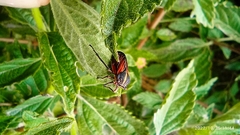 Aetalion reticulatum