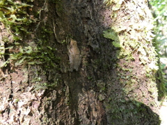 Osteocephalus yasuni