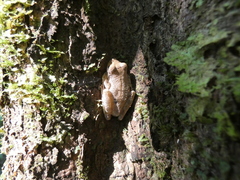 Osteocephalus yasuni