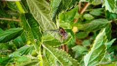 Aetalion reticulatum