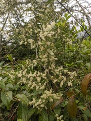 Asparagus racemosus