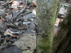 Anolis scypheus
