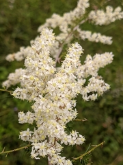 Asparagus racemosus