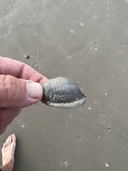 Semicassis granulata