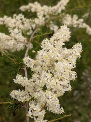 Asparagus racemosus