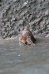 Macromphalia ancilla