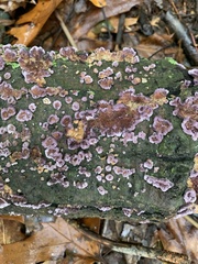 Chondrostereum purpureum