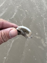 Semicassis granulata