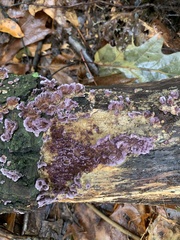 Chondrostereum purpureum