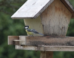 Parus major major