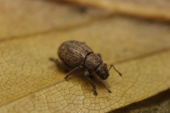 Strophosoma capitatum