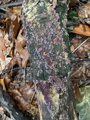 Chondrostereum purpureum