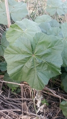 Malva sylvestris
