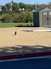 Corvus brachyrhynchos