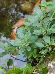 Parietaria judaica