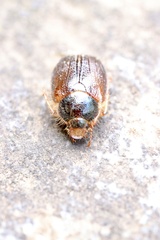 Phytholaema herrmanni