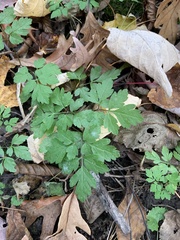 Osmorhiza longistylis