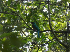 Jacamerops aureus