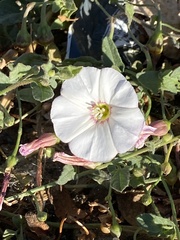 Convolvulus arvensis