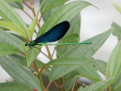 Matrona cyanoptera